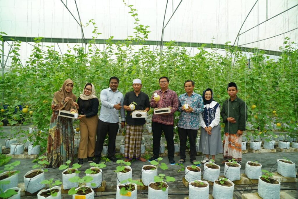 Panen Raya Buah Melon jenis Intanon di Pondok Pesantren Al Mutaqin, Desa Ibru