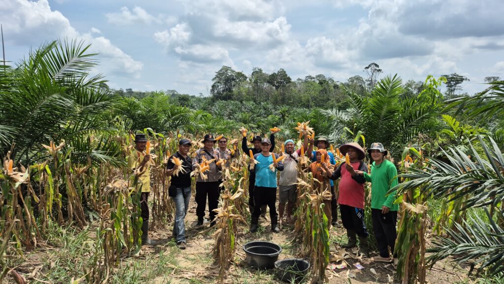 Panen Raya Tanaman Jagung dalam rangka Program Ketahanan Pangan POLRI di Desa Ibru