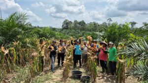 Panen Raya Tanaman Jagung dalam rangka Program Ketahanan Pangan POLRI di Desa Ibru